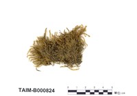 藏品(臺灣鱗葉苔)的圖片